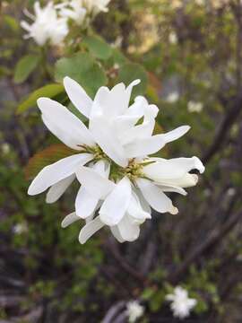 Image de Amelanchier alnifolia var. cusickii (Fern.) C. L. Hitchc.