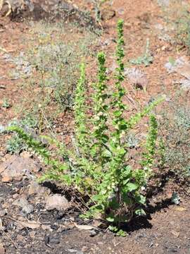 Image de Antirrhinum subcordatum A. Gray