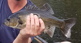 Image of Australian bass