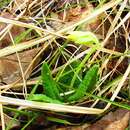 Primula veris subsp. macrocalyx (Bunge) Lüdi resmi