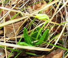 Image of Primula veris subsp. macrocalyx (Bunge) Lüdi