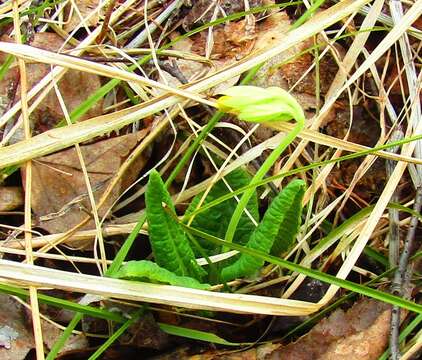 Image of Primula veris subsp. macrocalyx (Bunge) Lüdi