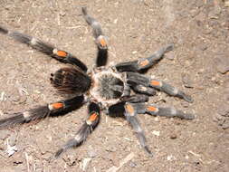 Image of Mexican flameknee tarantula