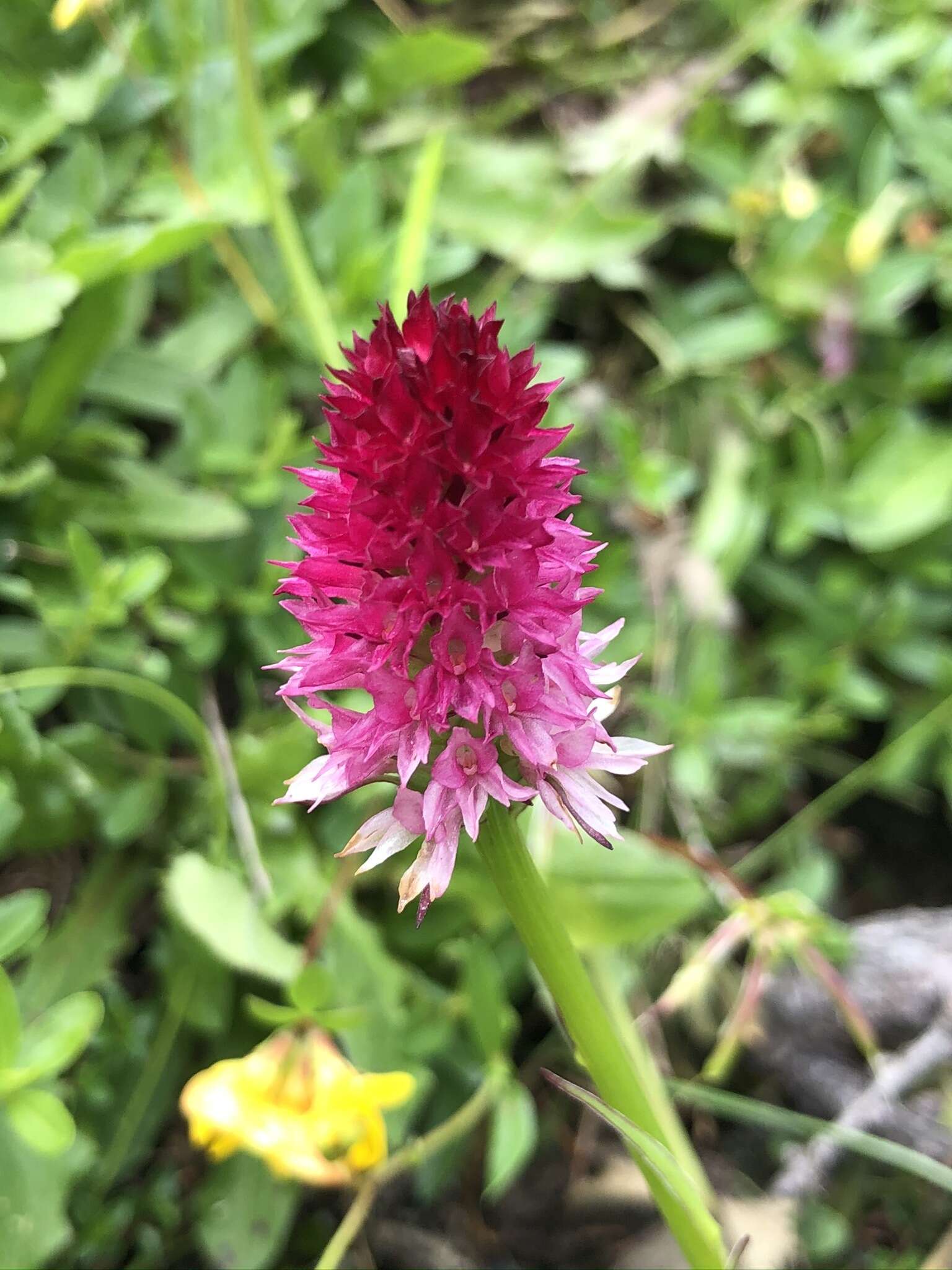 Gymnadenia bicolor (W. Foelsche) W. Foelsche & O. Gerbaud的圖片