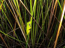 Image de Litoria olongburensis Liem & Ingram 1977