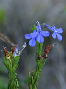 Image of Pine-leaf Lobelia