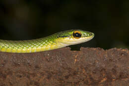 Image of Cope's Parrot Snake