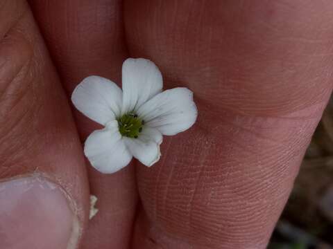 Image of Arenaria cerastioides Poir.