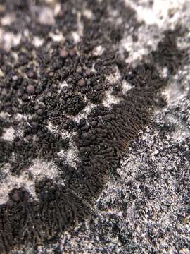 Image of blackthread lichen