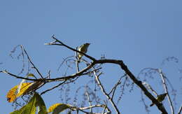 Image of Clicking Shrike Babbler
