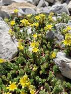 Image de Ivesia cryptocaulis (Clokey) Keck