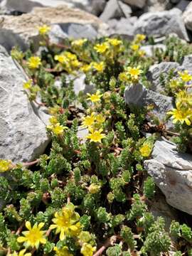 Image of Charleston Peak mousetail