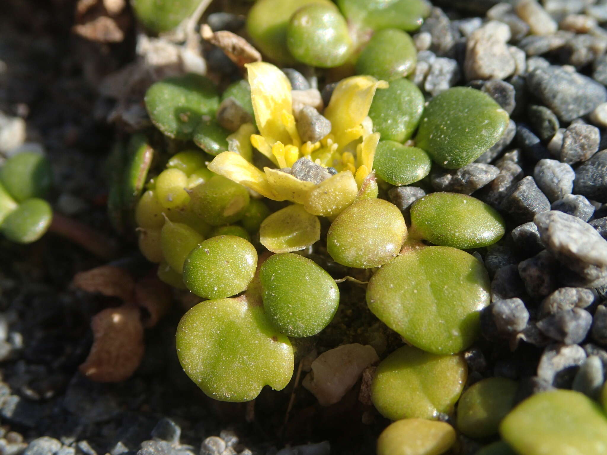 Image of Ranunculus acaulis Banks & Soland.