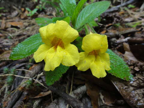 Plancia ëd Hemichaena rugosa (Benth.) Thieret