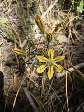 Sivun Triteleia ixioides (Dryand. ex W. T. Aiton) Greene kuva