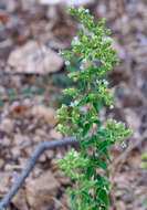 Imagem de Origanum vulgare subsp. viridulum (Martrin-Donos) Nyman