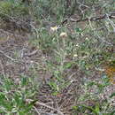 Image of Olearia pannosa subsp. pannosa