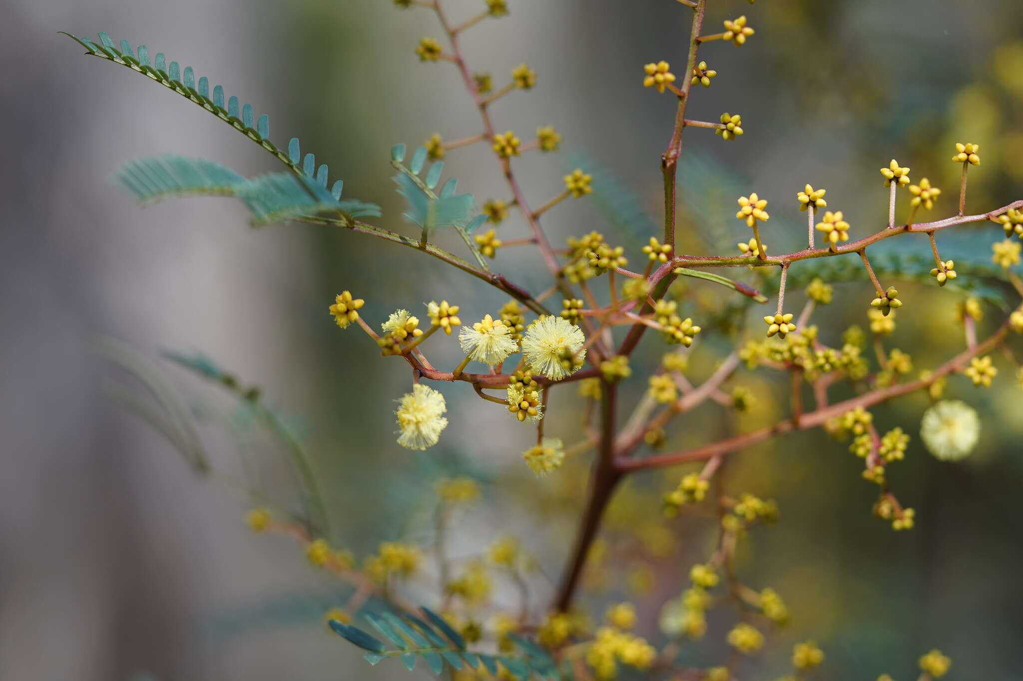 Imagem de Acacia terminalis (Salisb.) J. F. Macbr.