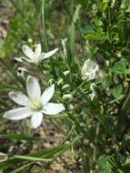 Image of Ornithogalum orthophyllum subsp. kochii (Parl.) Zahar.