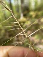 Image of eastern bottlebrush grass