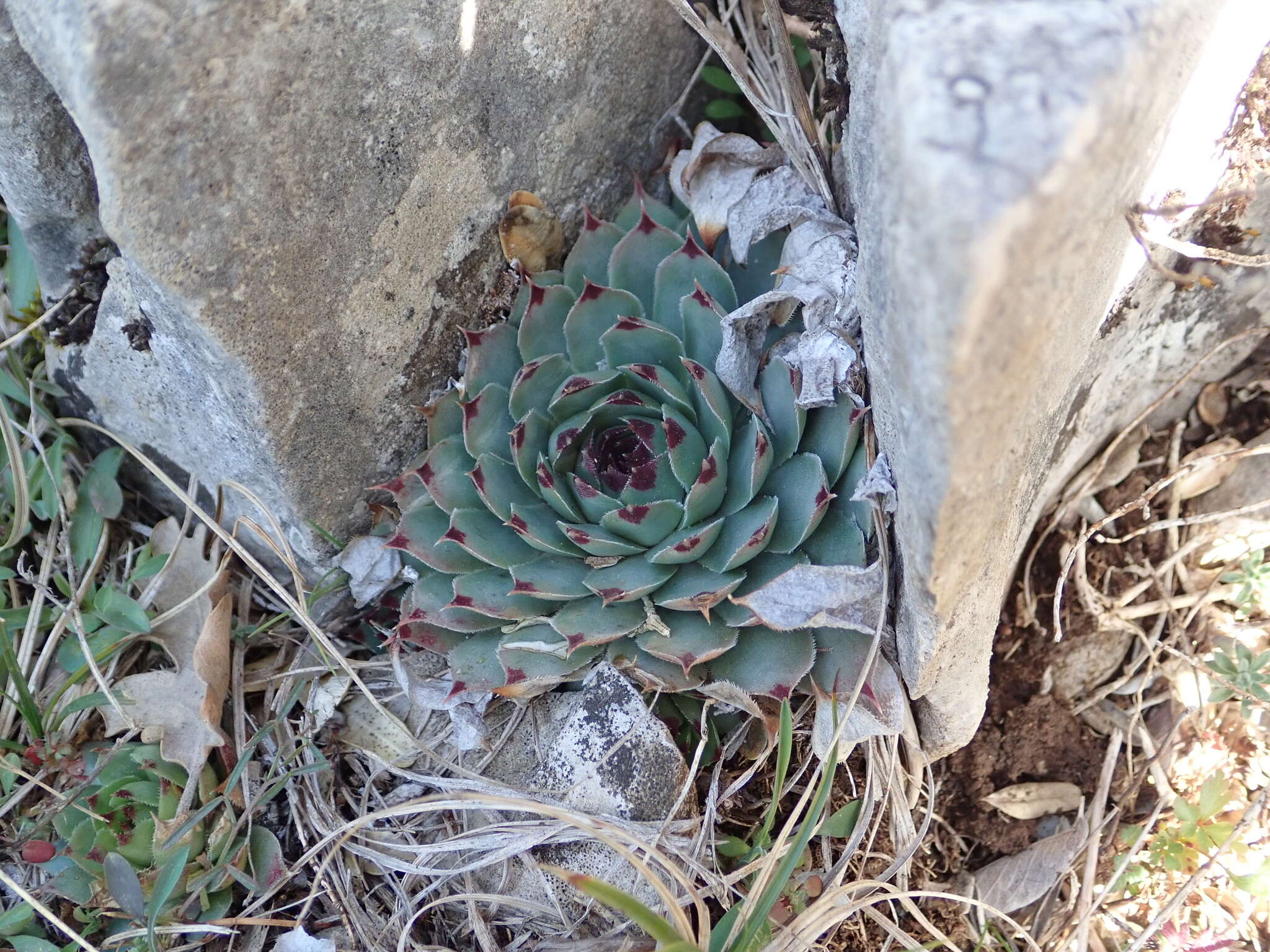 Image of Sempervivum calcareum Jordan