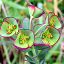 Image of Euphorbia genistoides var. genistoides