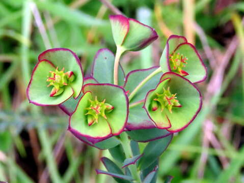 Image of Euphorbia genistoides P. J. Bergius