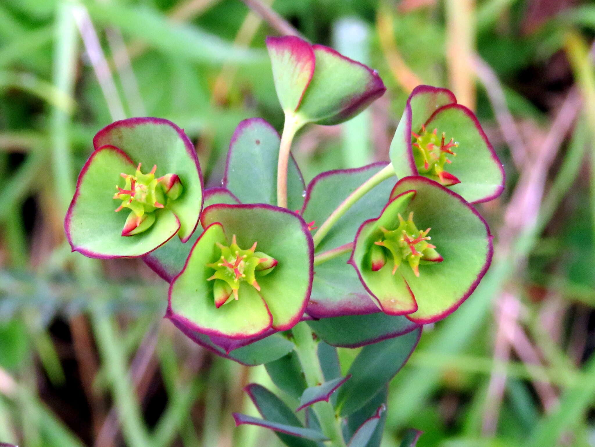 Image of Euphorbia genistoides var. genistoides