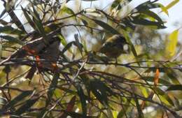 Image of Brown-headed Honeyeater