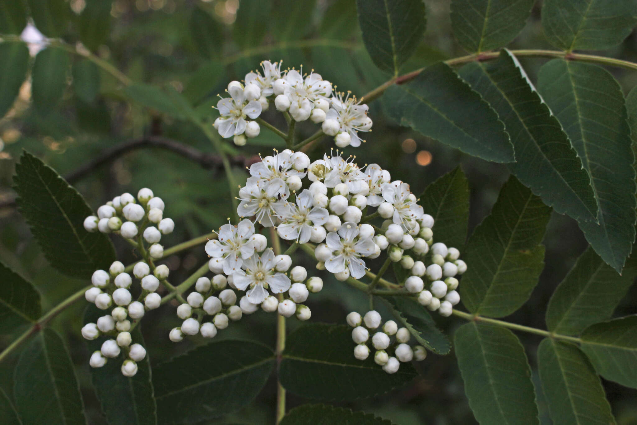 Image of northern mountain ash