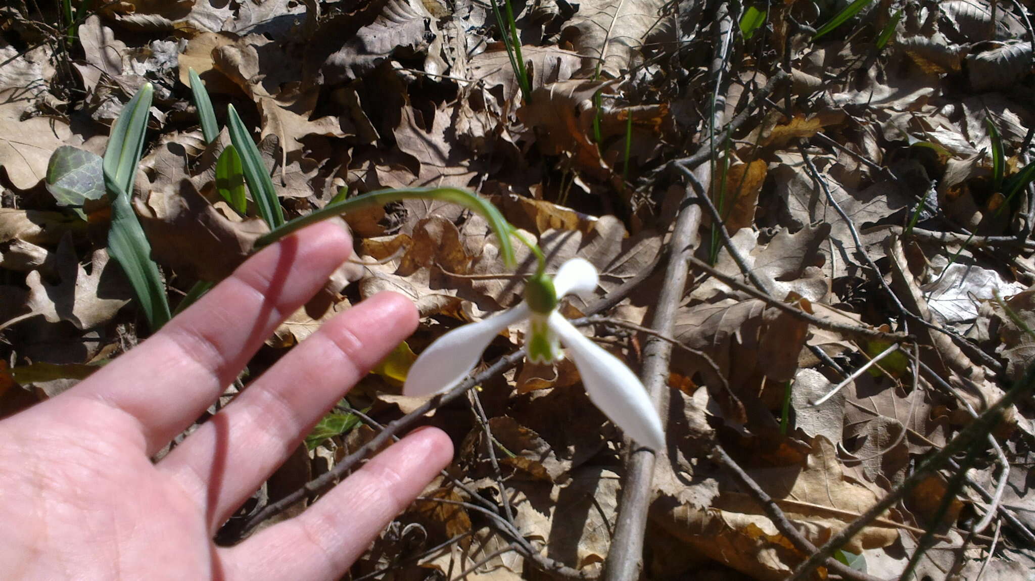 Image of Galanthus plicatus M. Bieb.