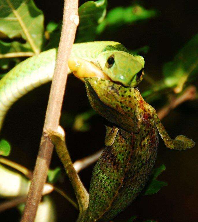 Image of Common African Flap-necked Chameleon