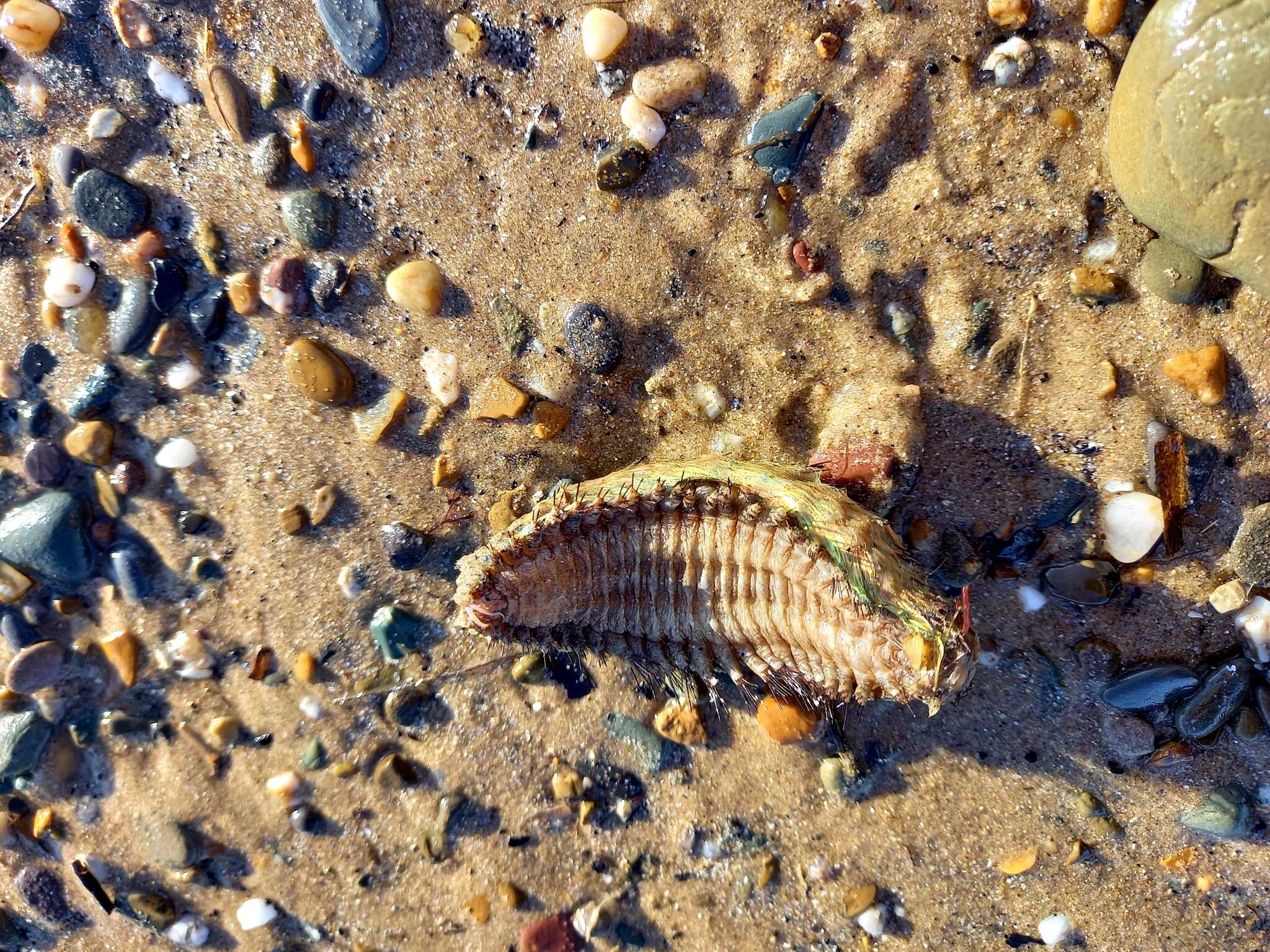 Image of Sea mouse