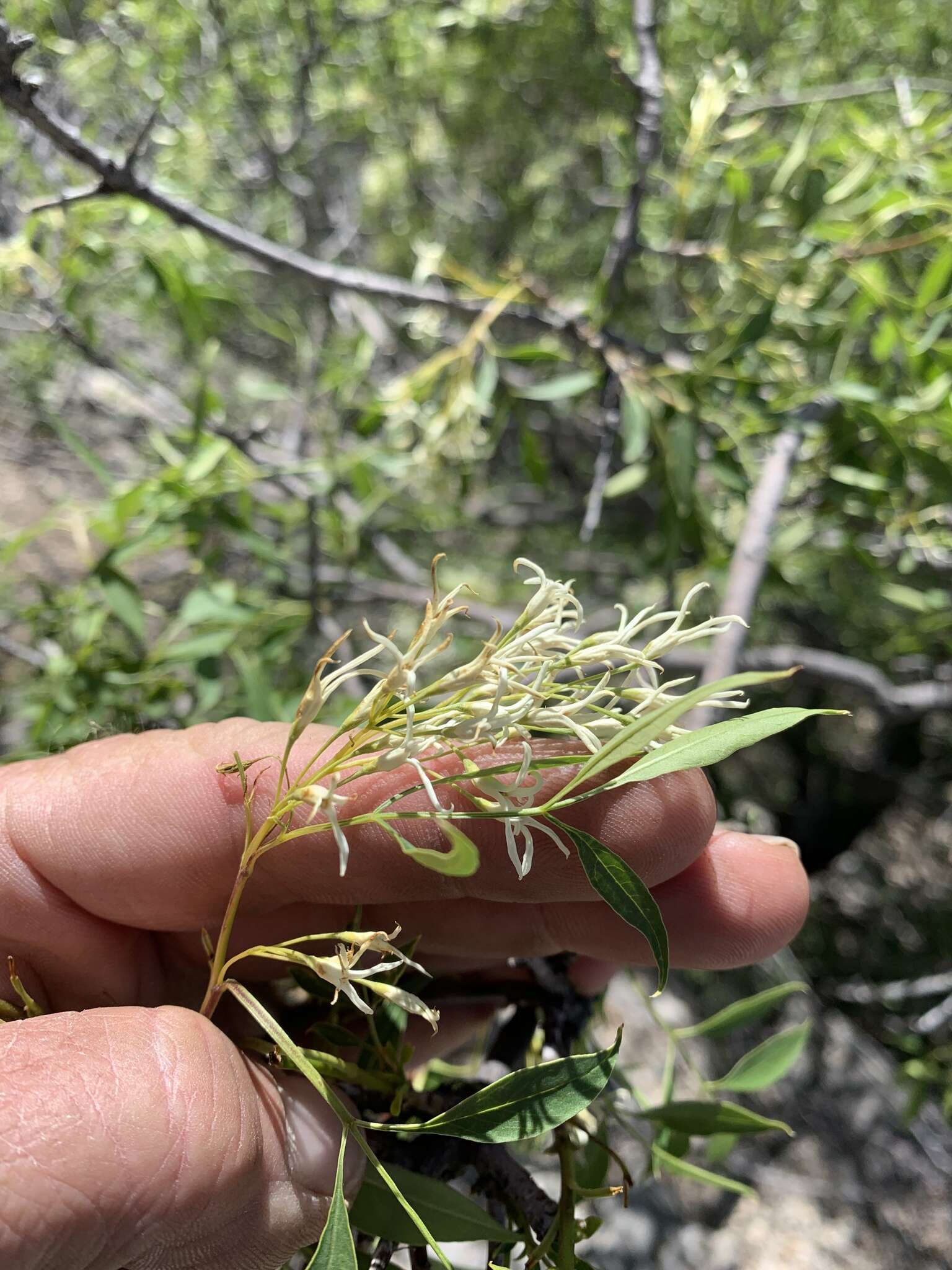 Image of fragrant ash