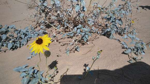 Image of Algodones sunflower