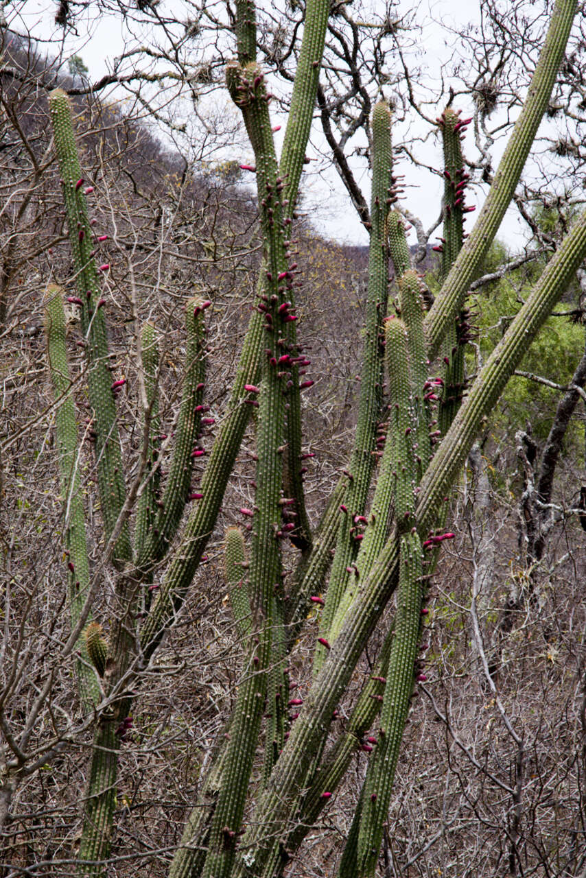 Plancia ëd Cleistocactus parviflorus (K. Schum.) Rol.-Goss.