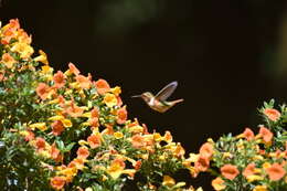 Image of Scintillant Hummingbird