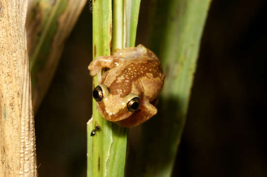 Image of Brown Banana Frog