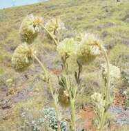 Ptilotus clementii (Farmar) Benl的圖片