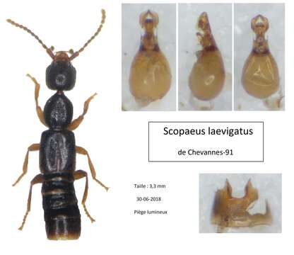 Image of Scopaeus (Scopaeus) laevigatus (Gyllenhal 1827)