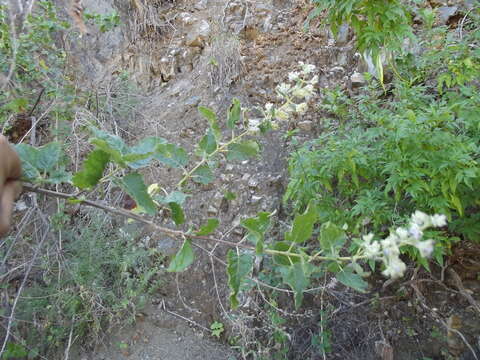 Plancia ëd Condea decipiens (M. E. Jones) Harley & J. F. B. Pastore