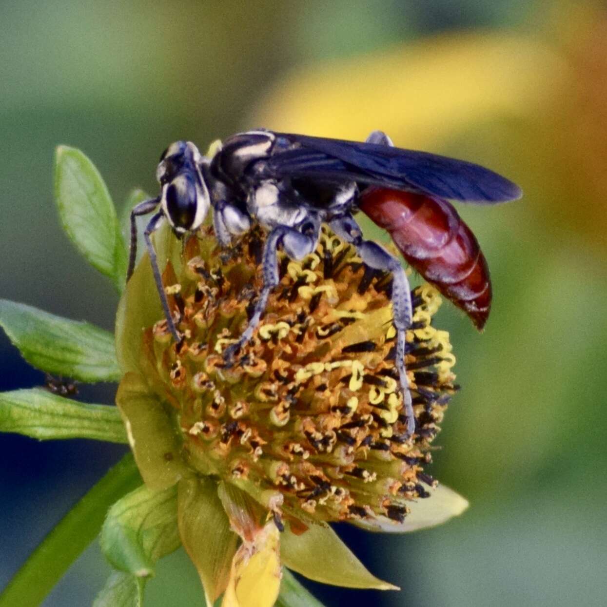 Image de Larra bicolor Fabricius 1804