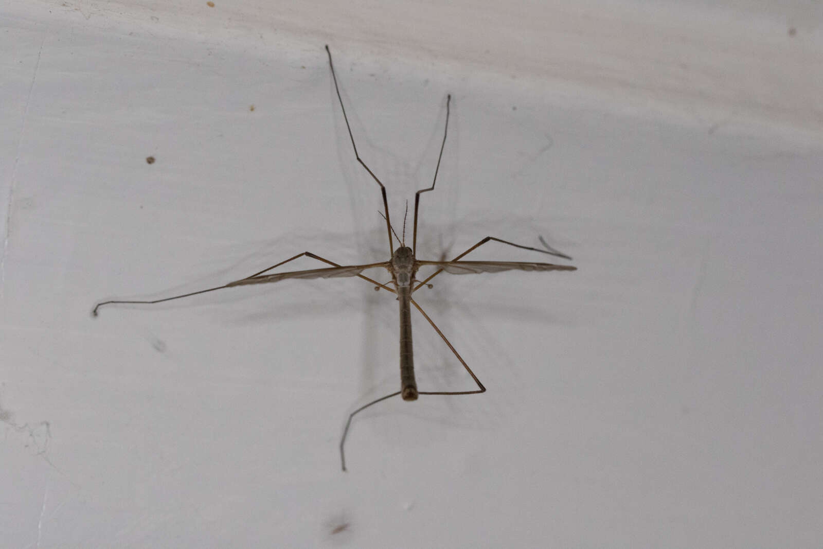 Image of Marsh crane fly