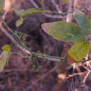 Слика од Trochomeriopsis diversifolia Cogn.