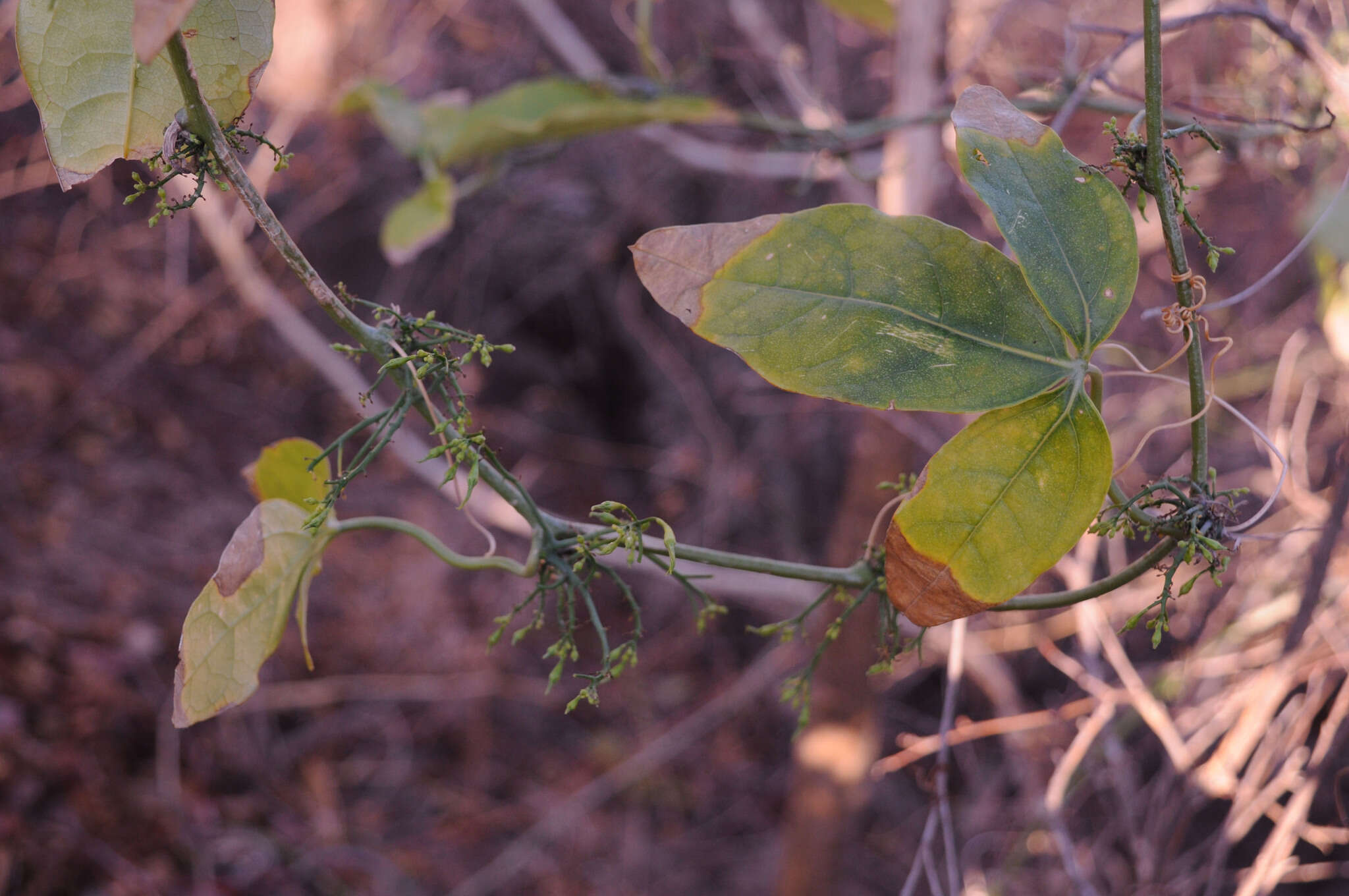 Image of Trochomeriopsis diversifolia Cogn.