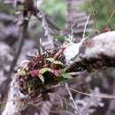Image of Bulbophyllum lichenophylax Schltr.