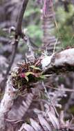 Image of Bulbophyllum lichenophylax Schltr.