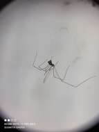 Image of Cellar spider