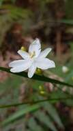 Image de Libertia paniculata (R. Br.) Spreng.