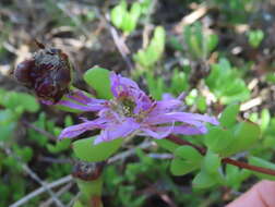 Imagem de Oscularia falciformis (Haw.) H. E. K. Hartm.